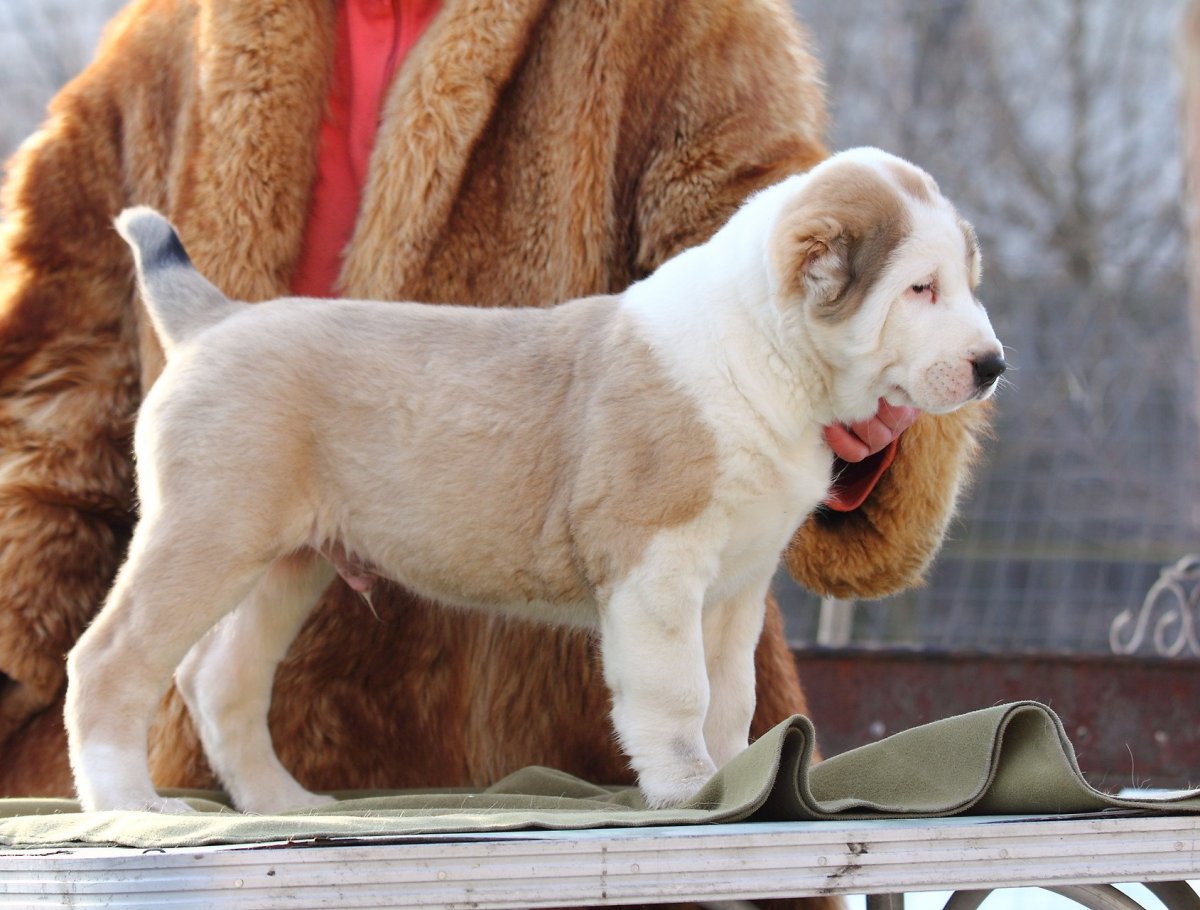 Сибирская овчарка алабай