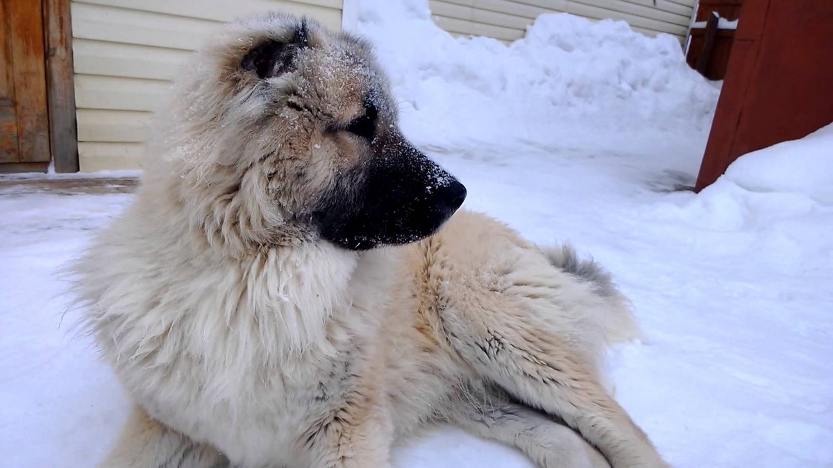 Кавказская овчарка белая с черным