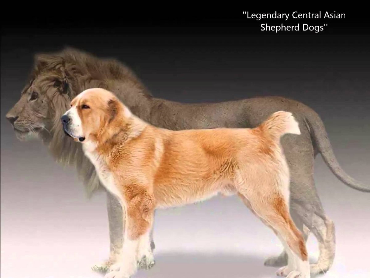 Среднеазиатская овчарка волкодав