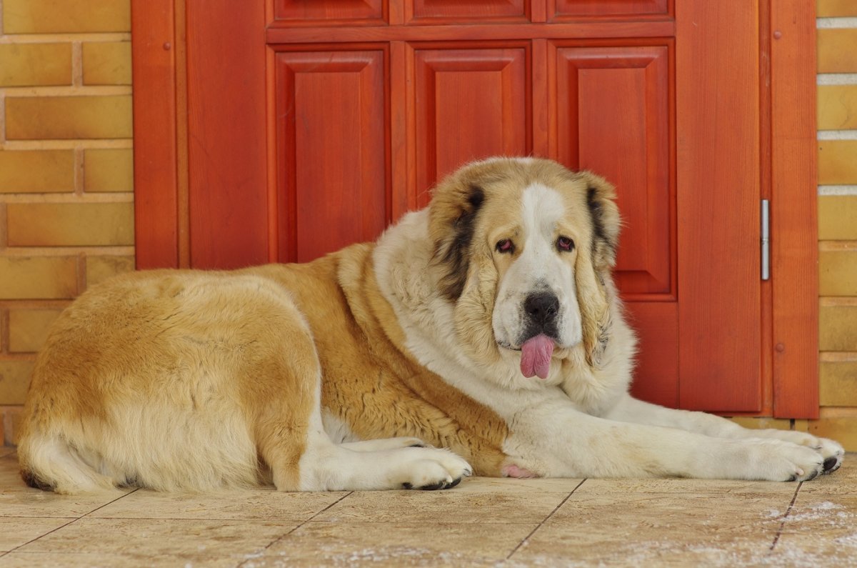 Ховаварт с алабай