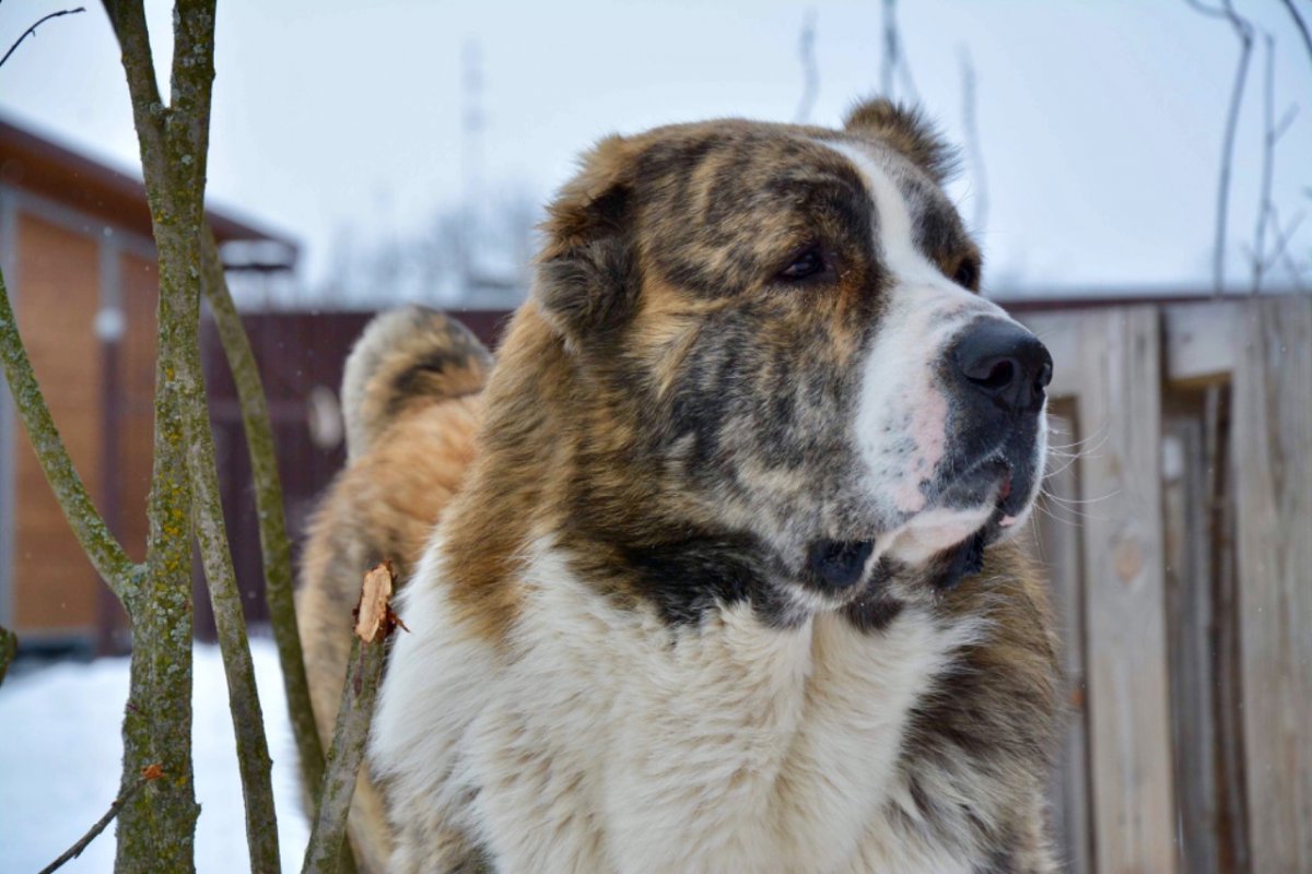 Карликовый алабай