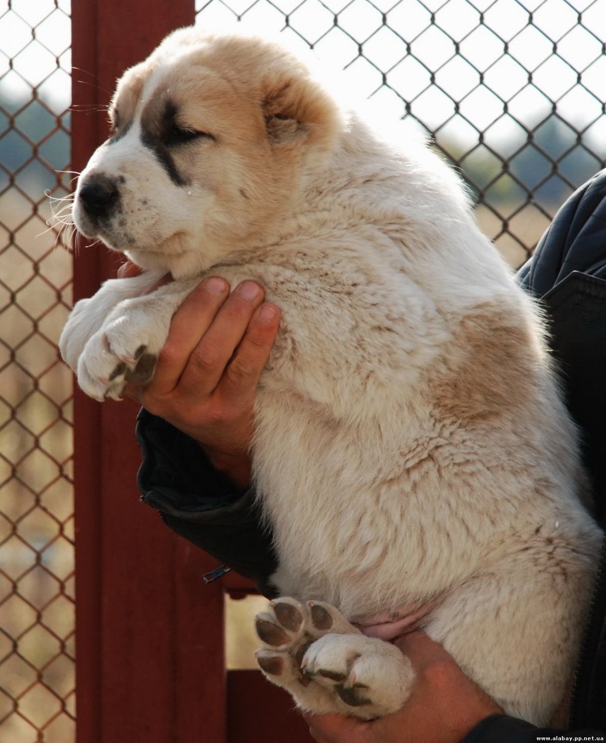 Кавказская овчарка алабай, Московская сторожевая