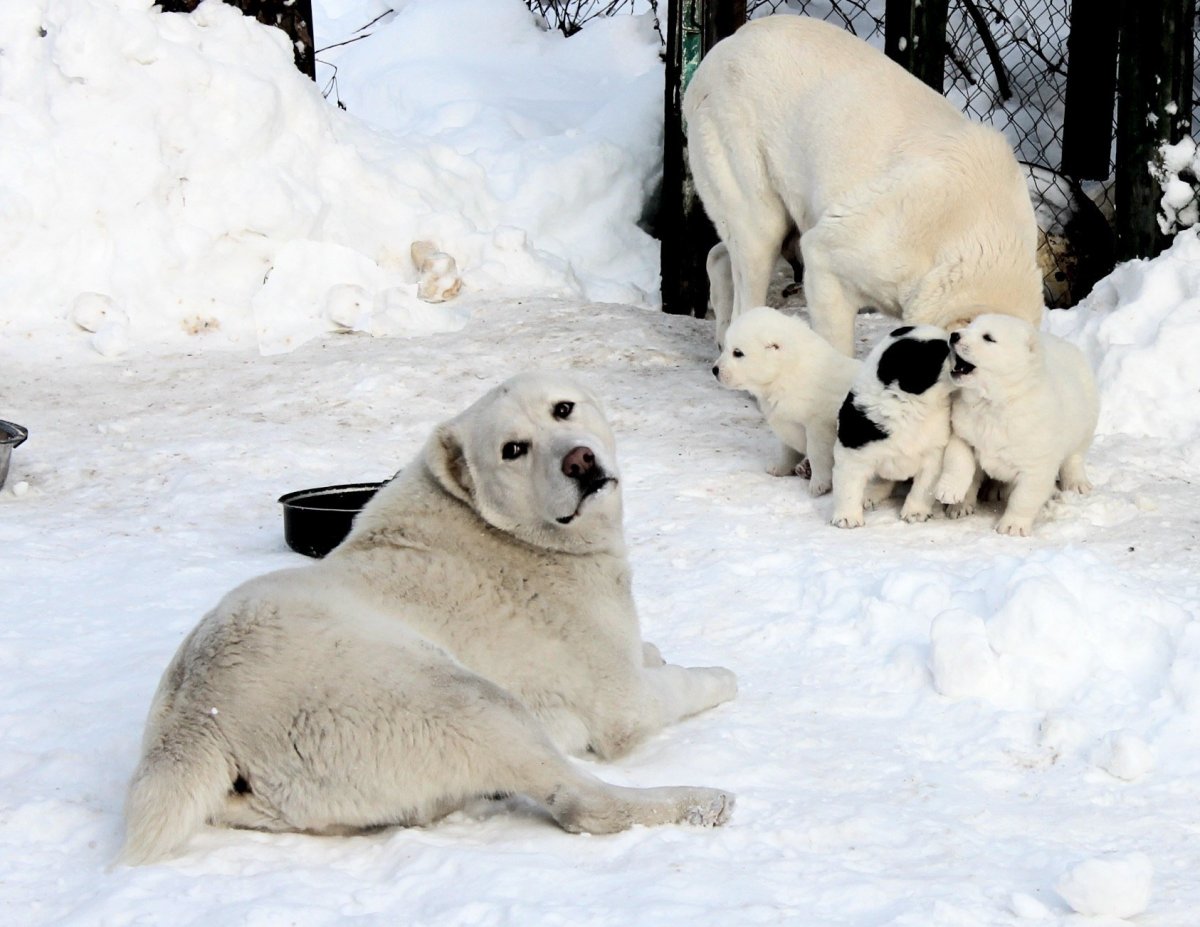 Киргизский алабай