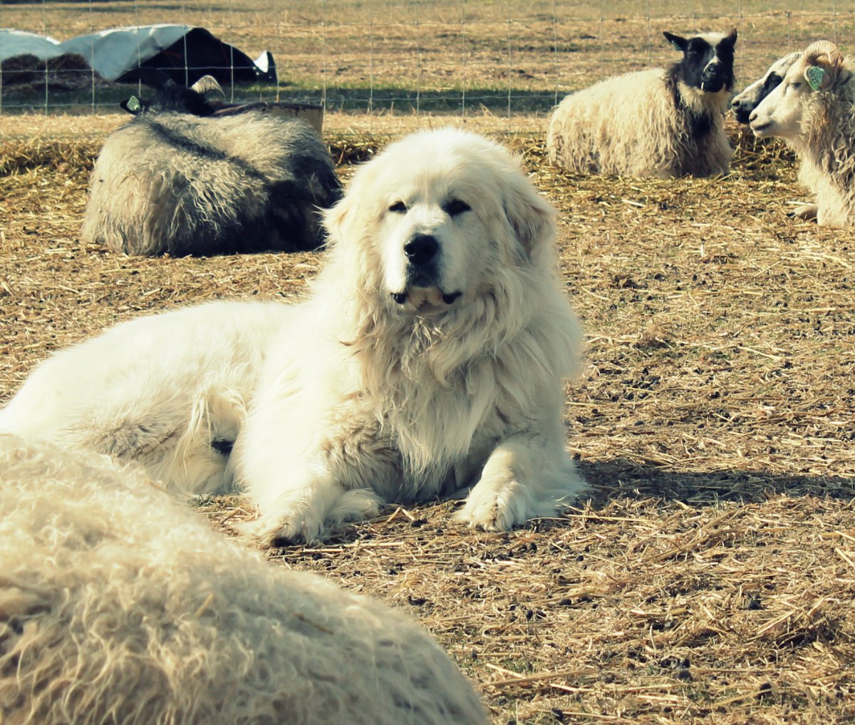 Сенбернар и алабай