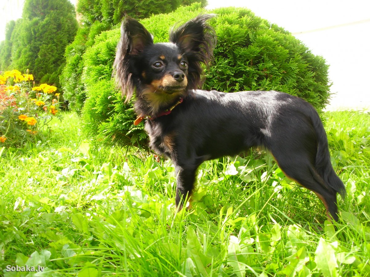 Пинчер Арлекин