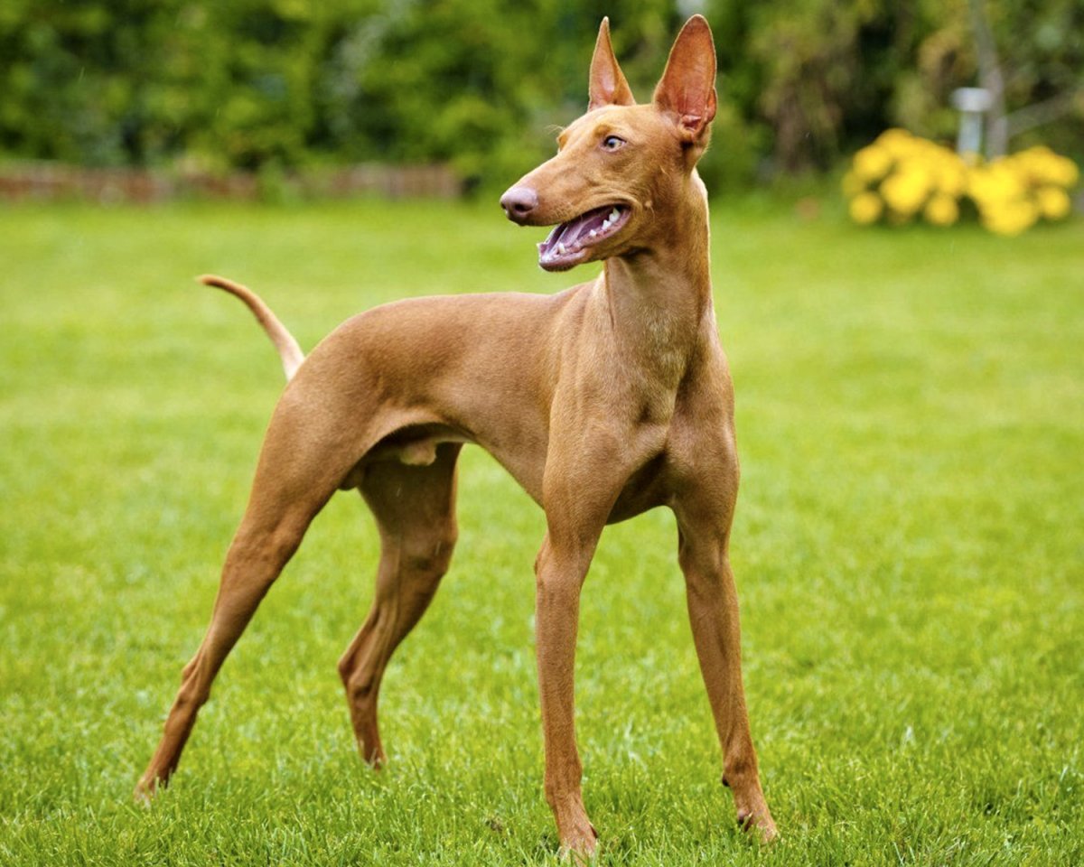 Норфолк терьер