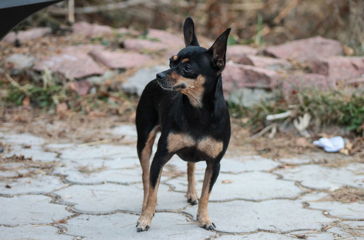 Королевский терьер