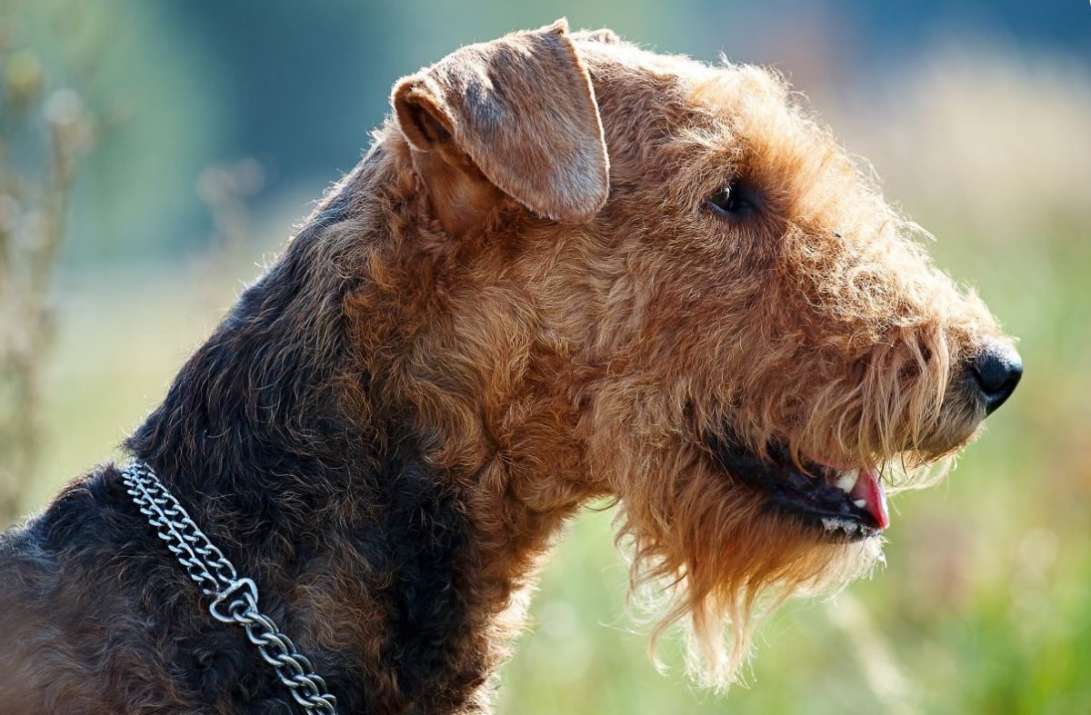 Порода Эльдертерьер