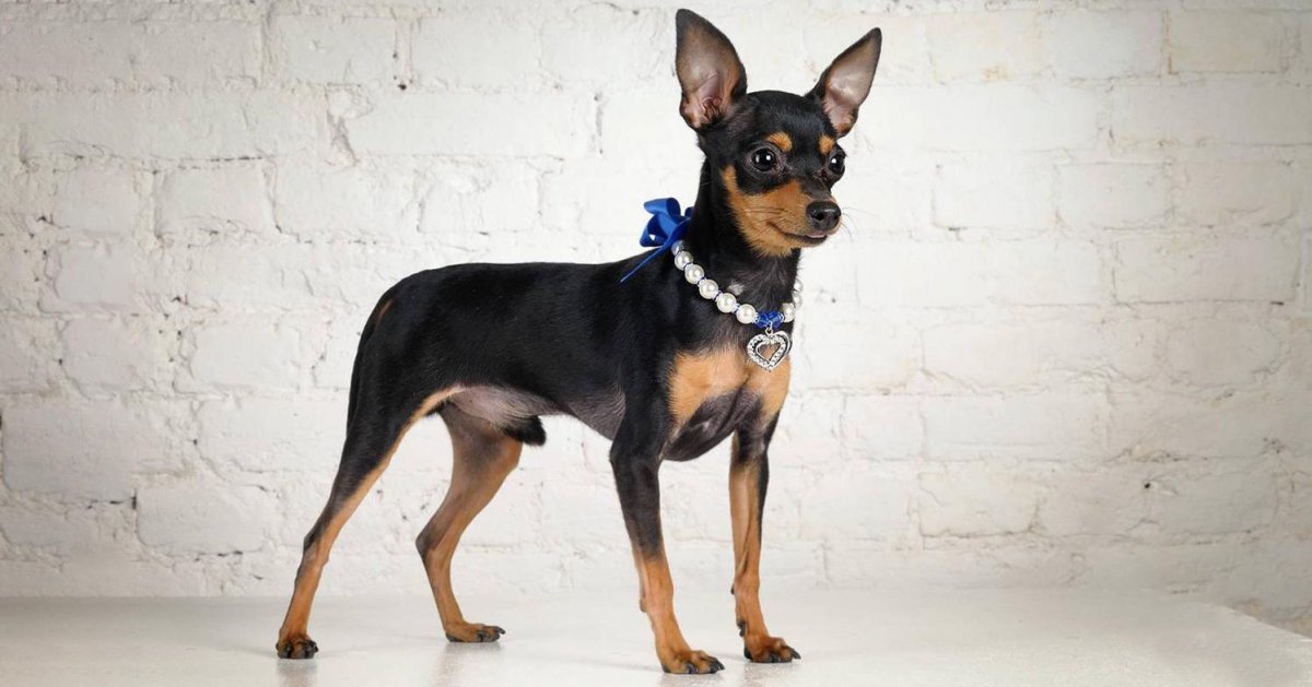 Йоркширский терьер рыжий