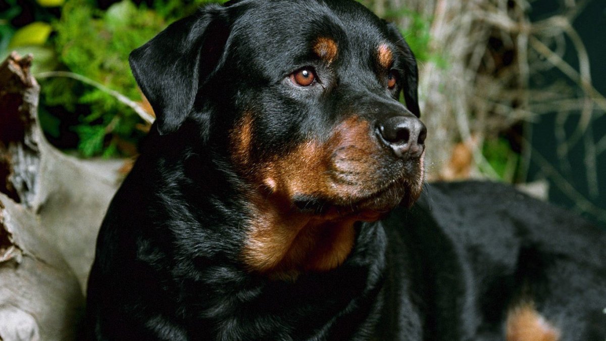 Доберман-пинчер некупированный