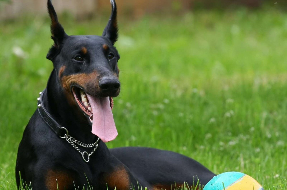 Грейхаунд порода собак