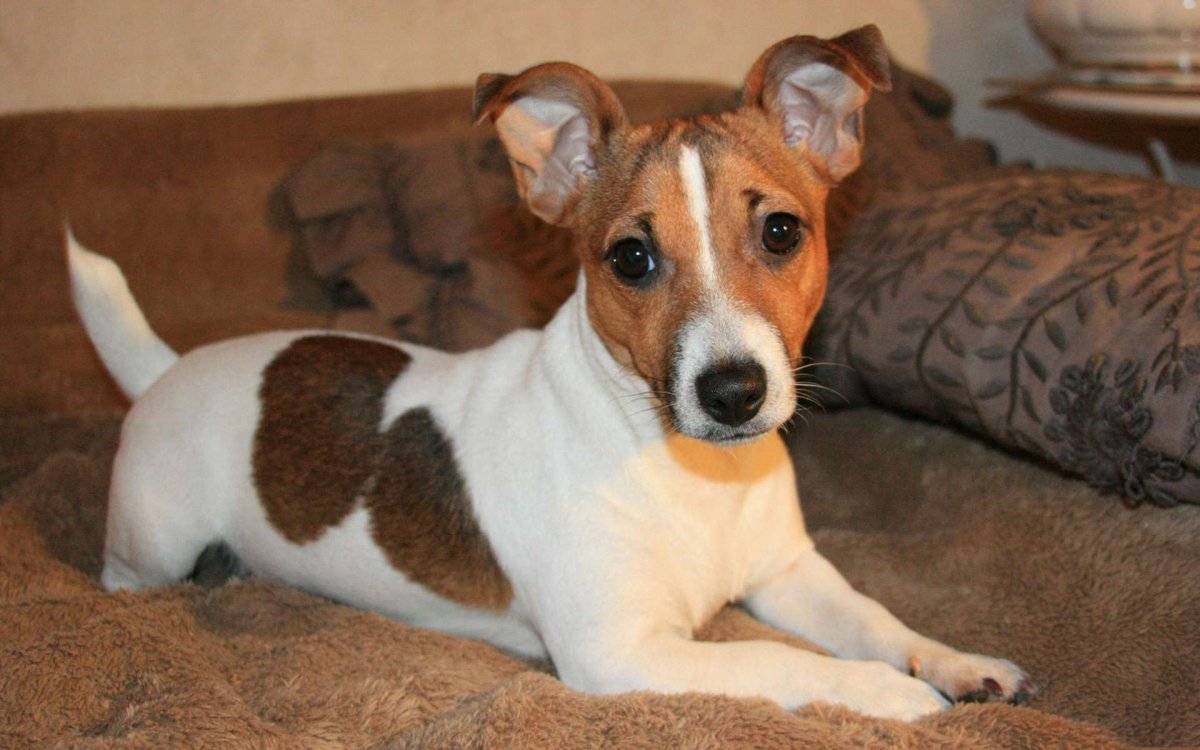 Порода собак Йоркширский терьер