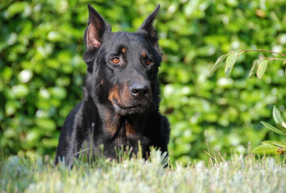 Собака черная с рыжим