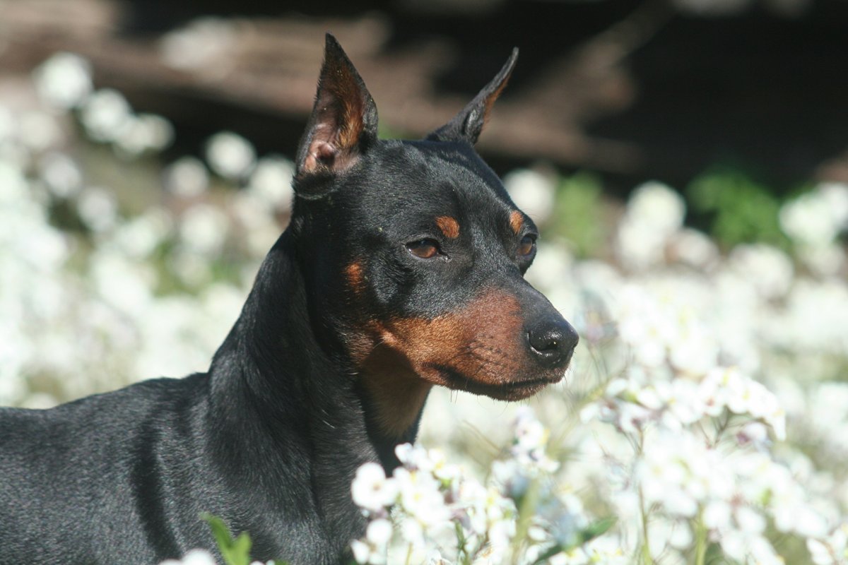 Доберман щенок