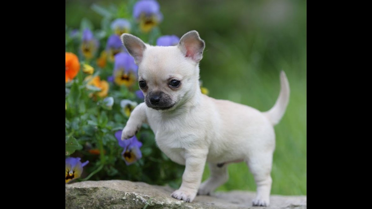 Йоркширский терьер