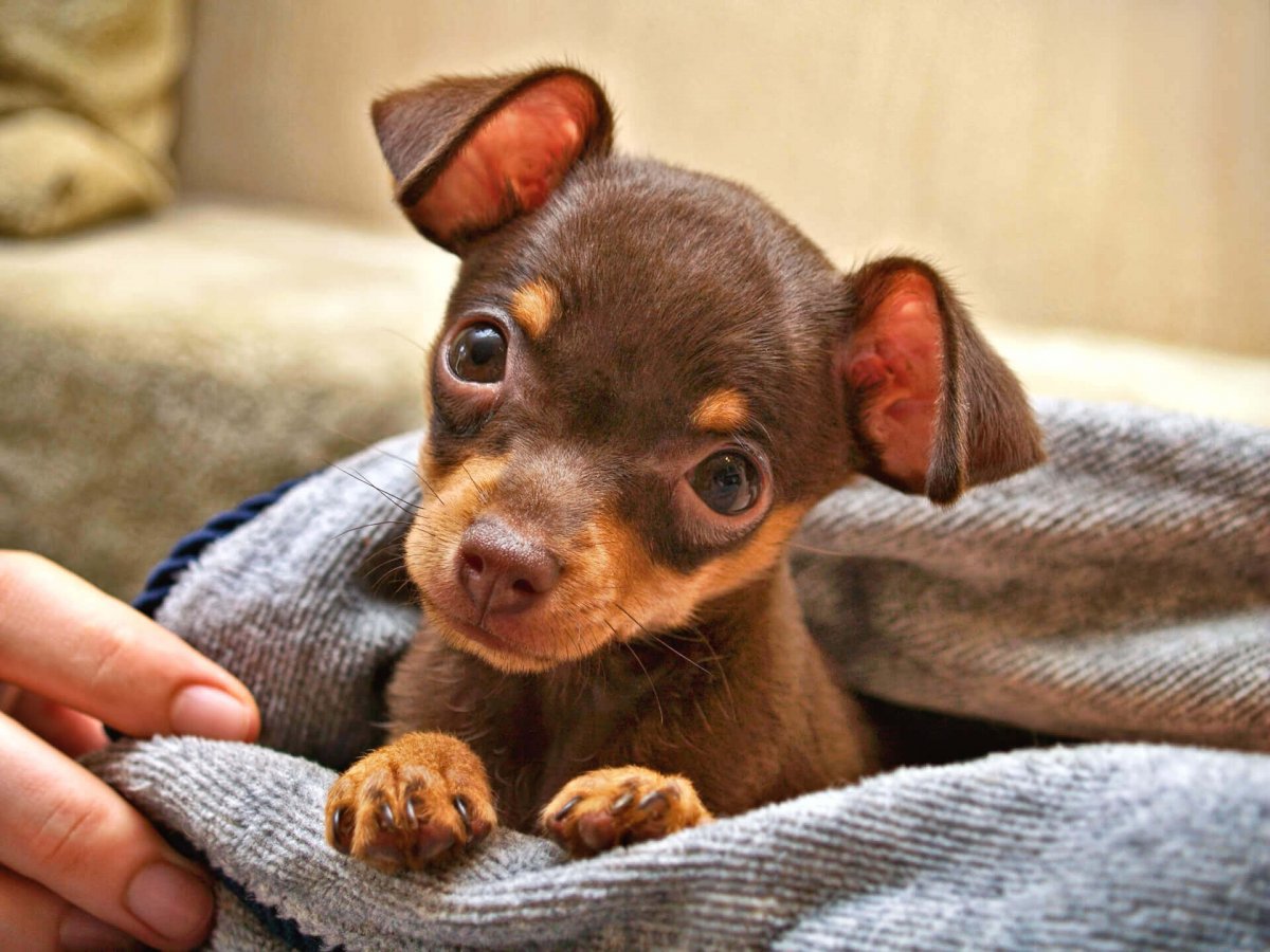 Пражский крысарик