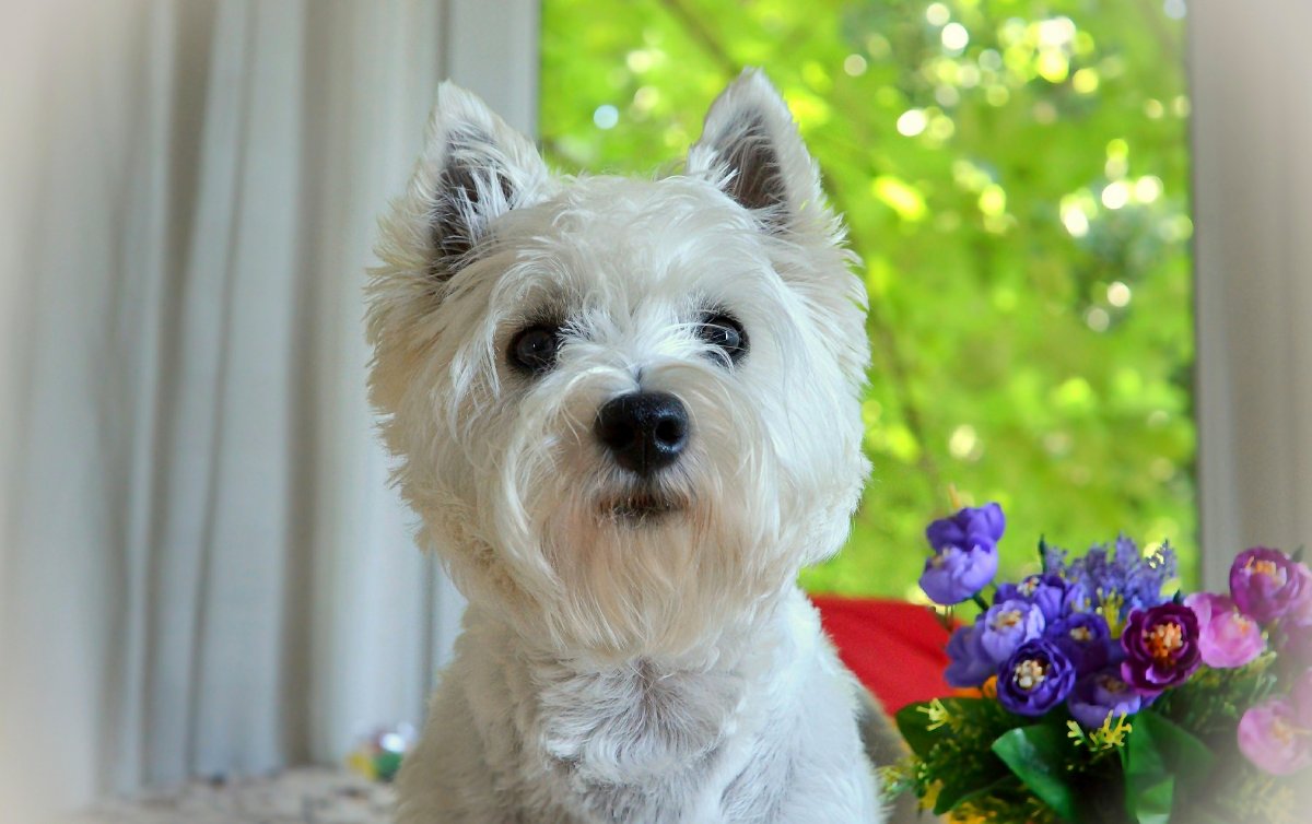 Ешкорский терьер