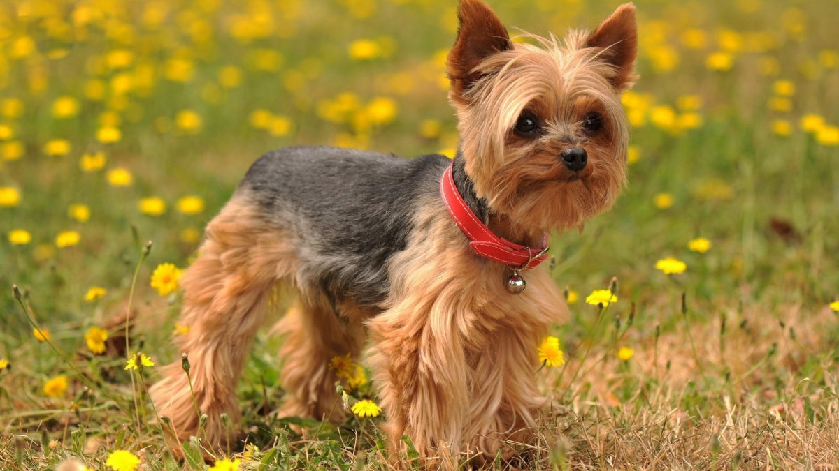 Флаффи французский бульдог