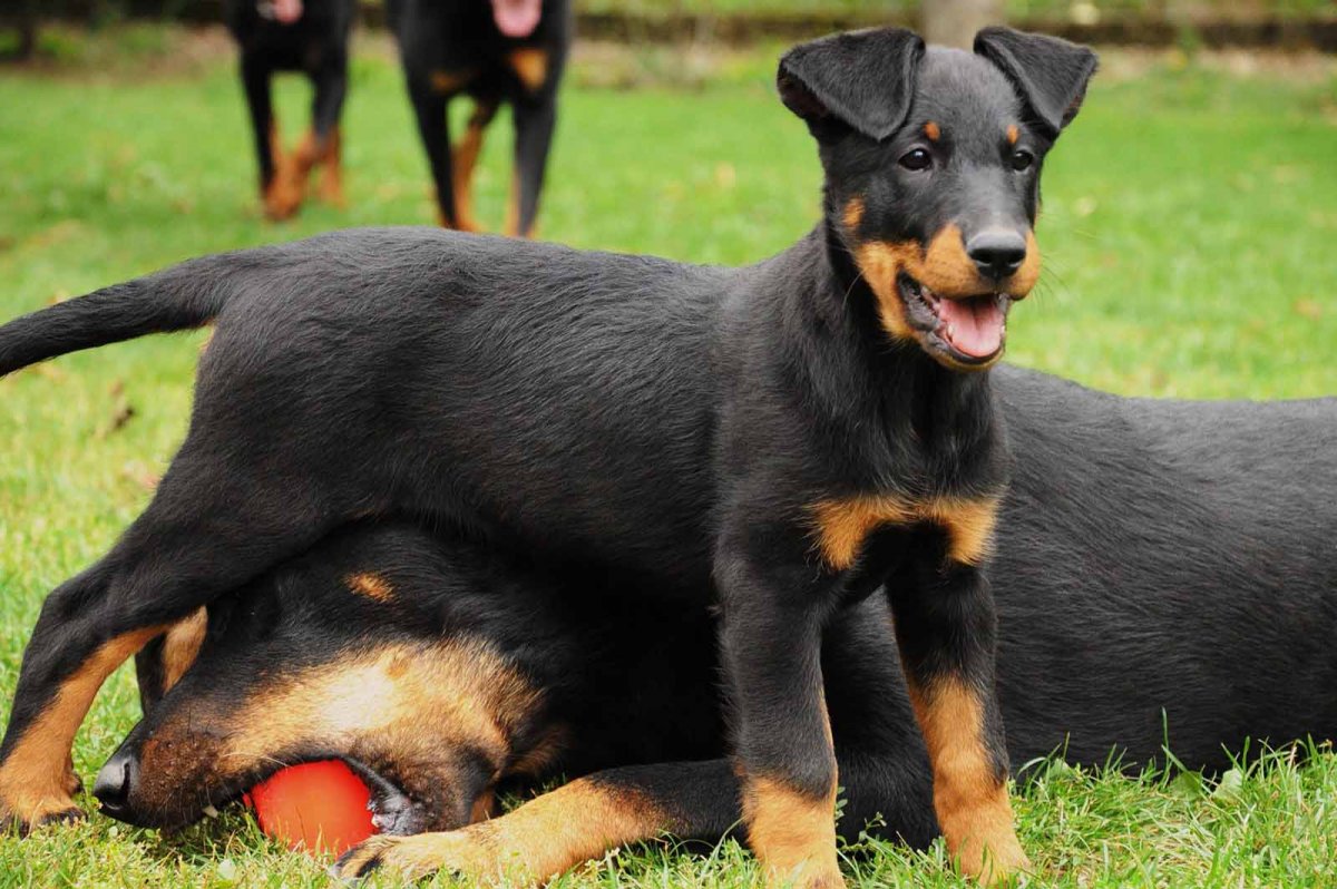 Доберман Владека Рошины