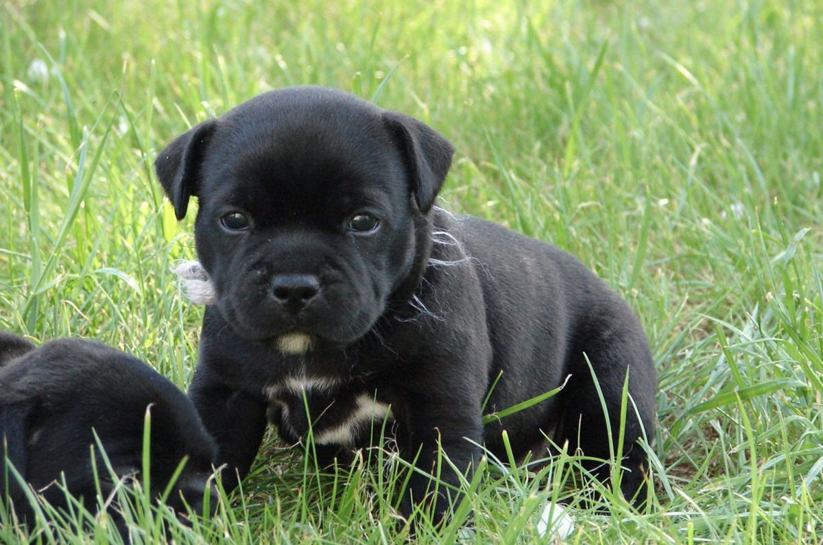 Босерон порода собак