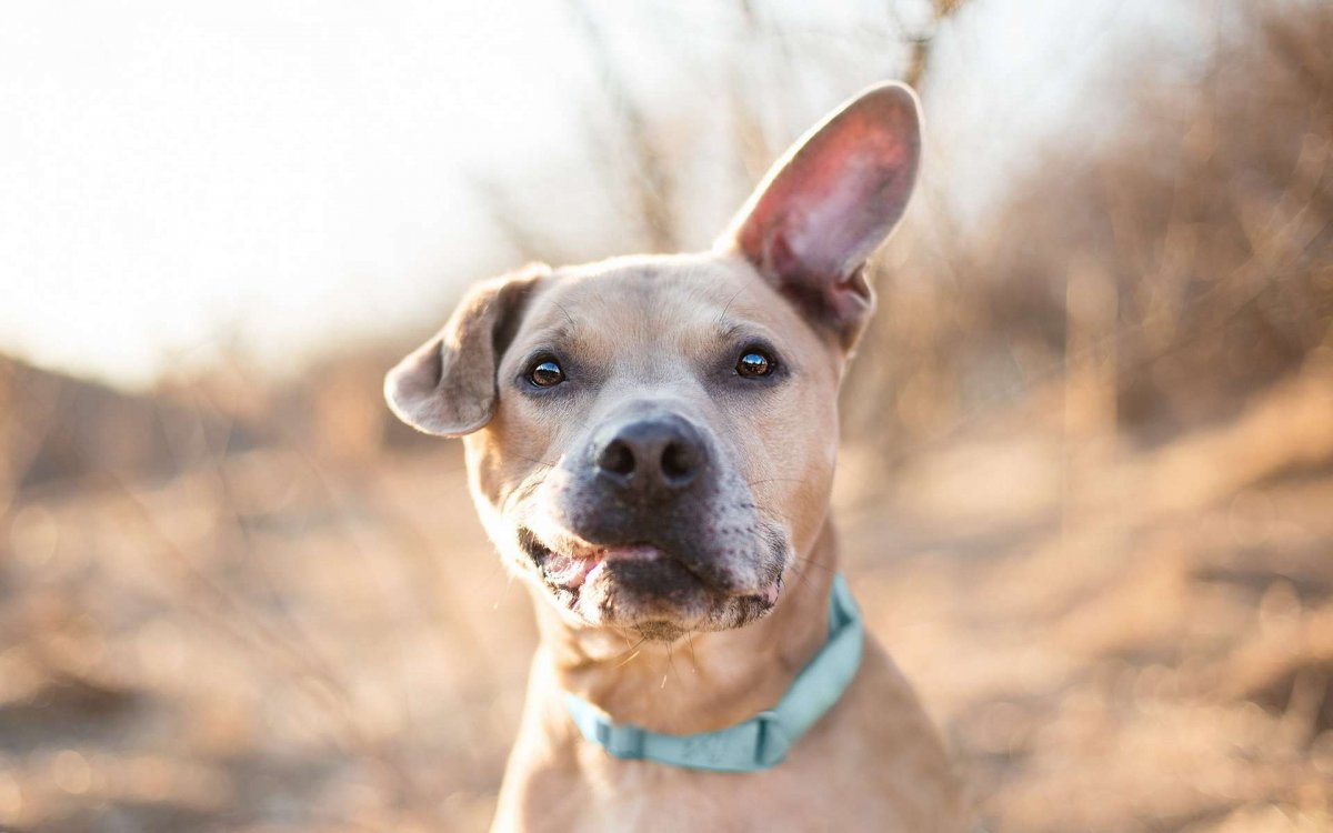 Порода собак бультерьер щенок