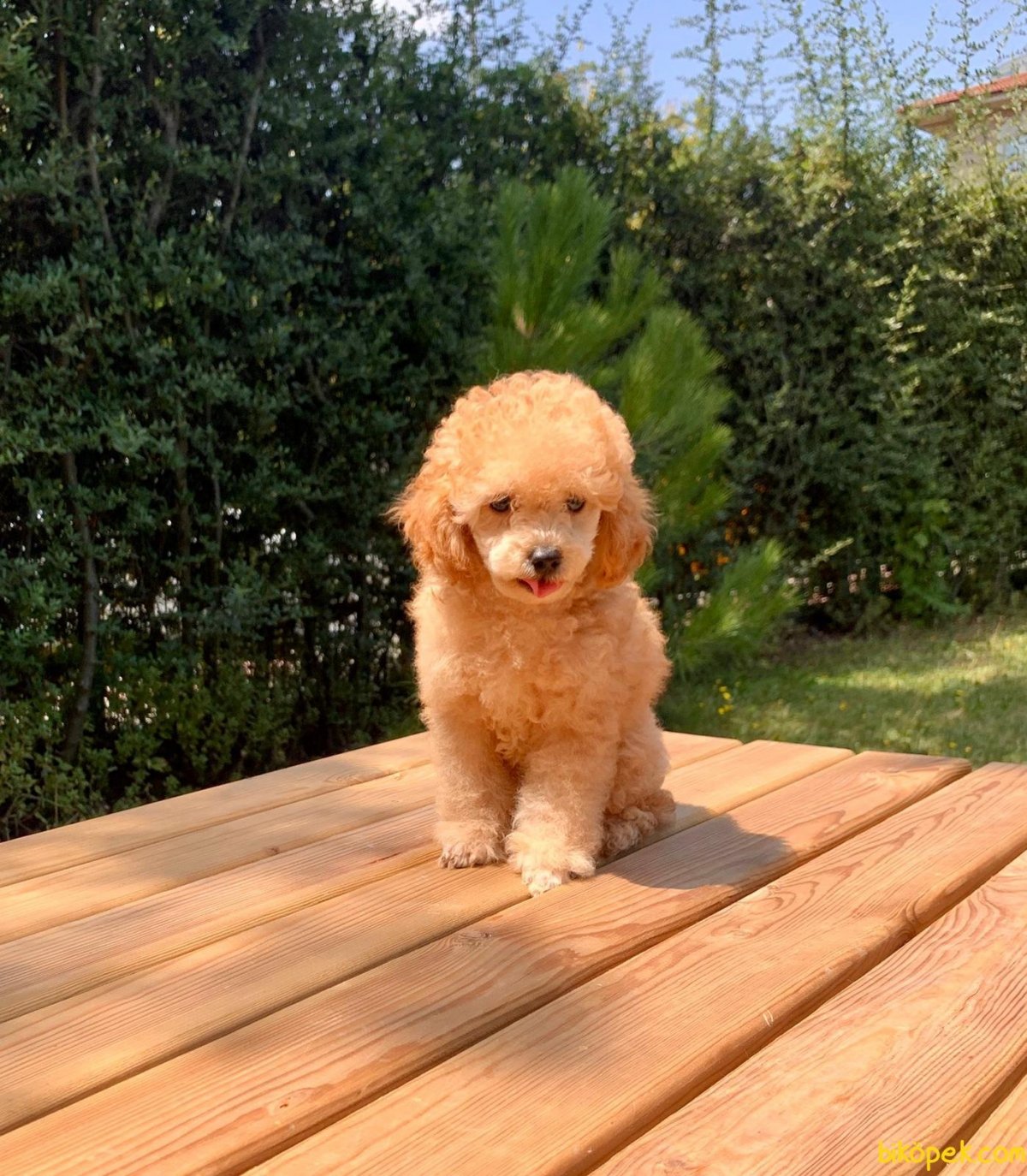 Карликовый пудель или мальтипу