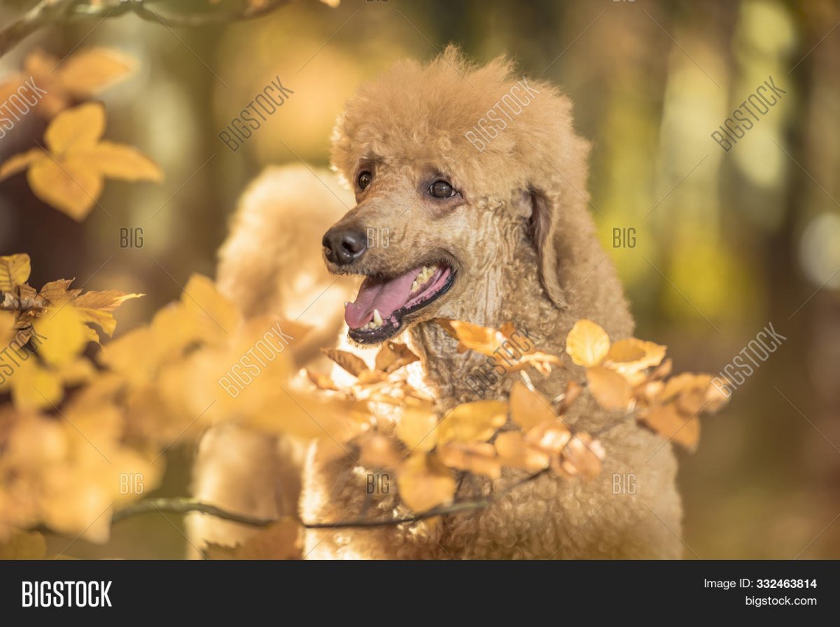 Пудель в осенних листьях абрикосовый