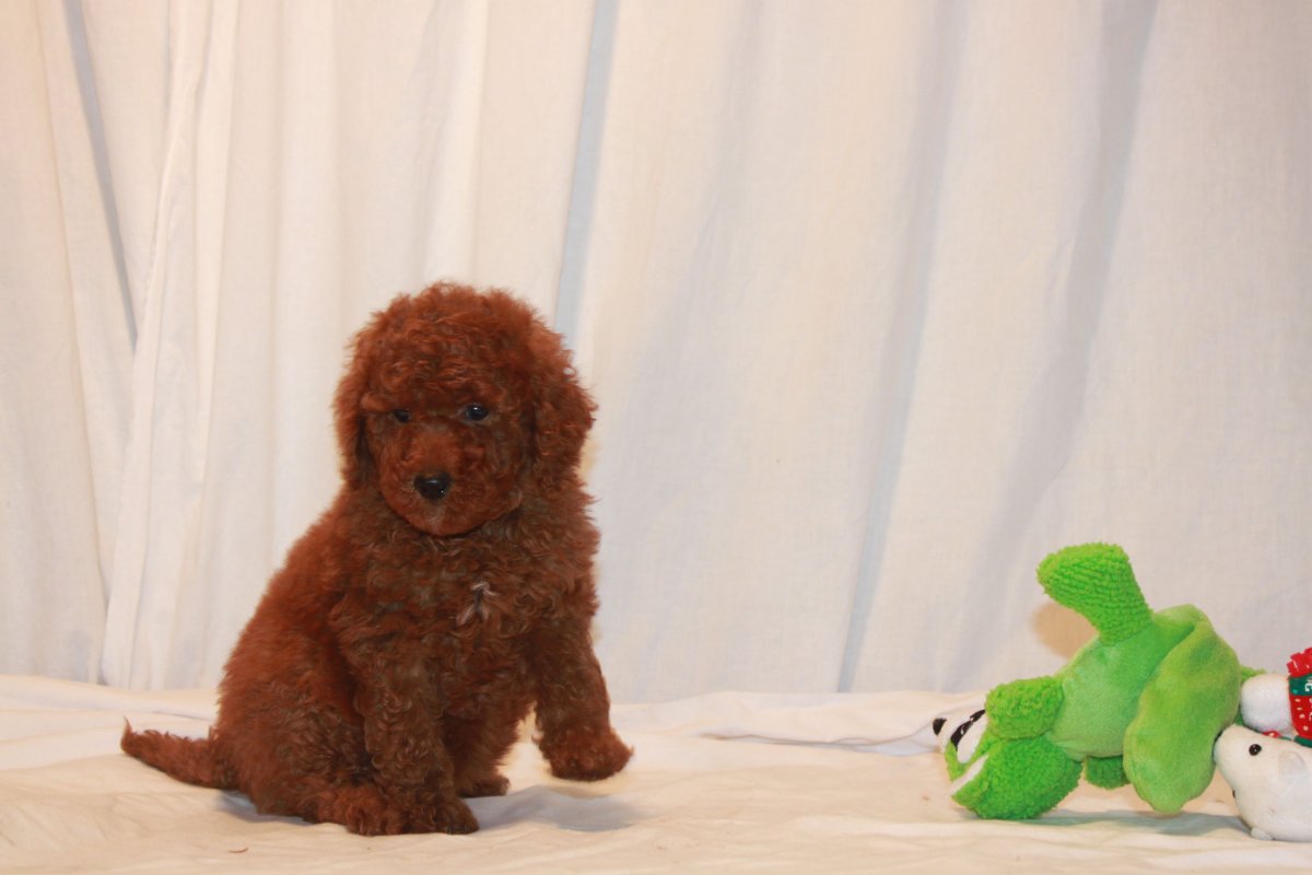 Пудель карликовый абрикосовый