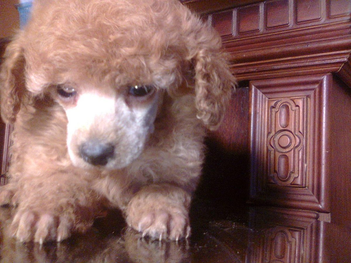 Карликовый пудель абрикосовый окрас