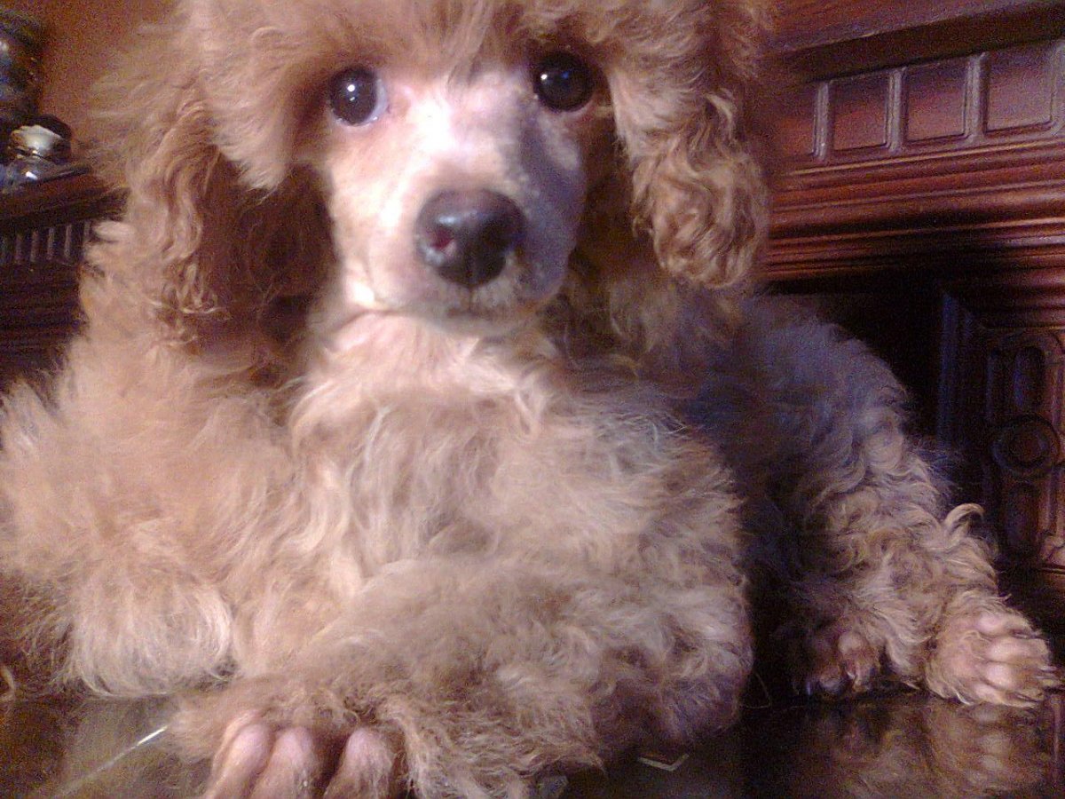 Карликовый пудель абрикосовый окрас