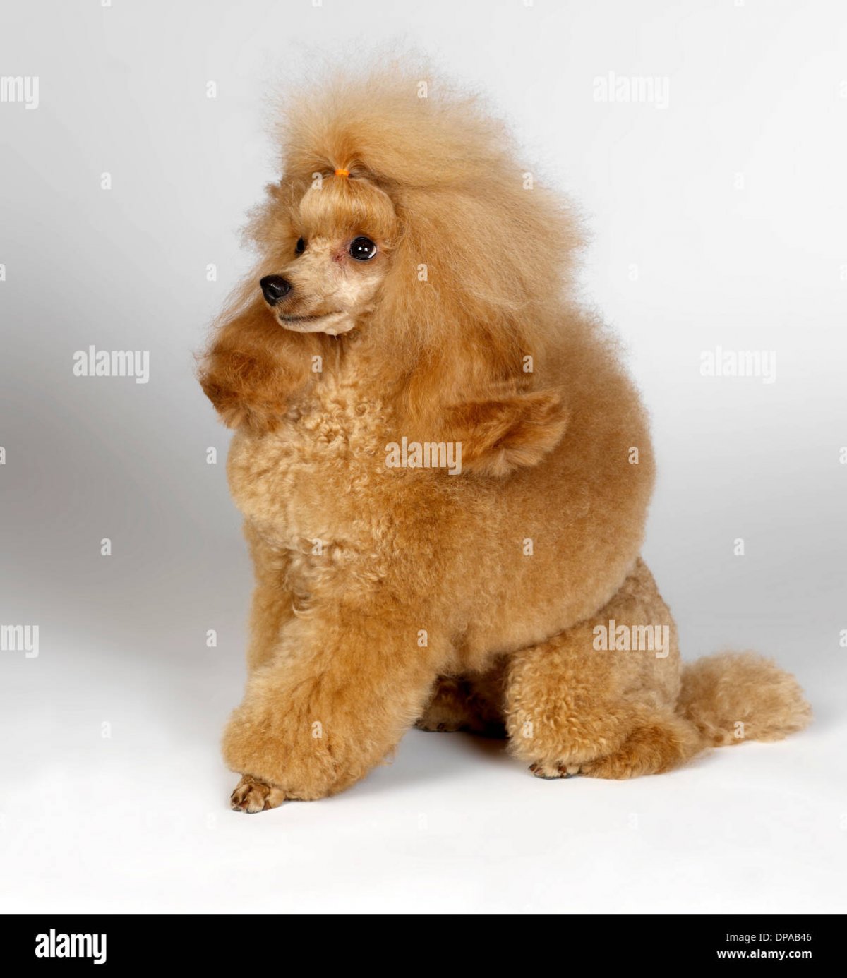 Пудель карликовый абрикосовый взрослый