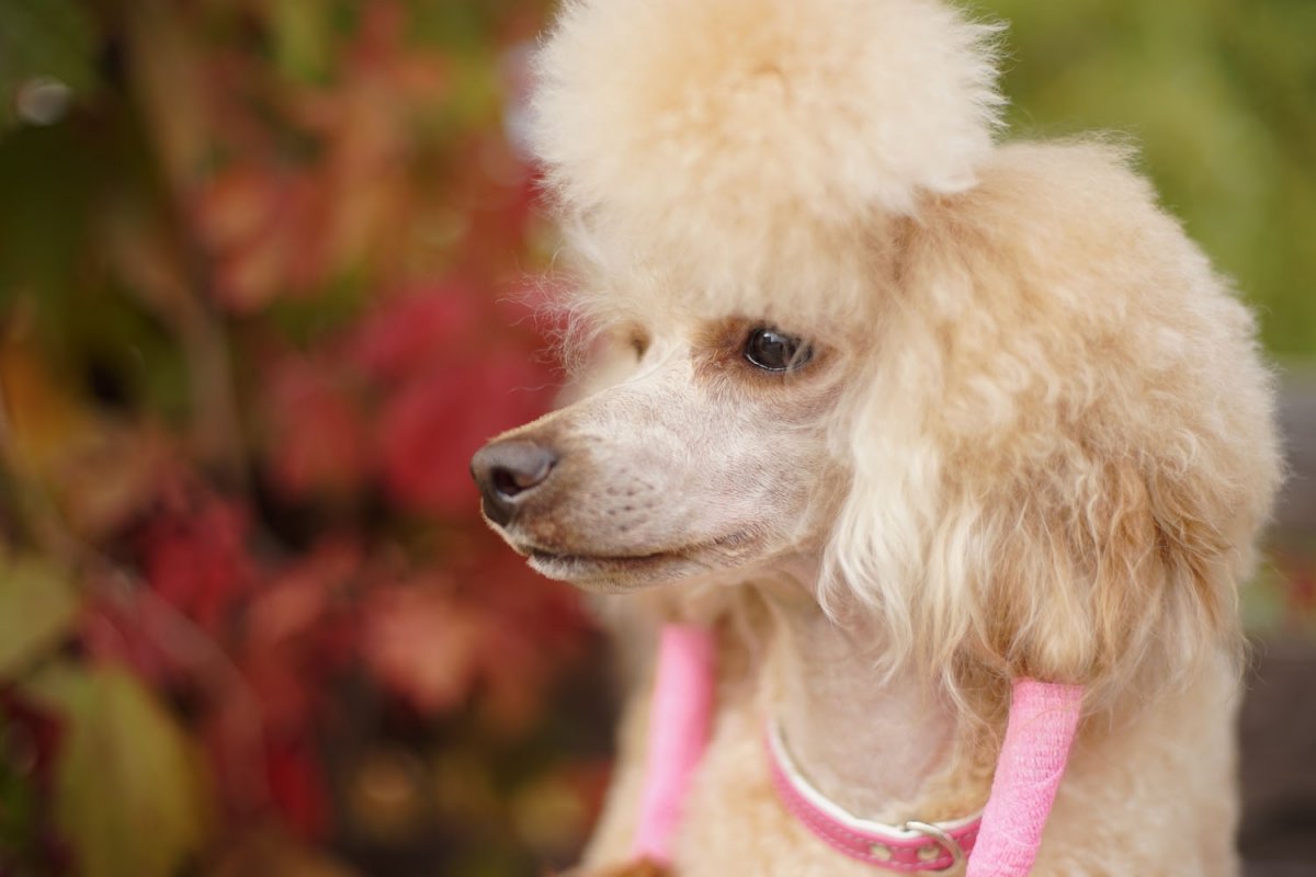 Пудель карликовый миниатюрный