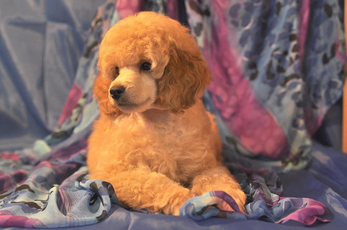 Пудель стильный