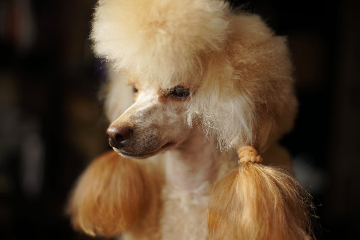 Пудель малый абрикосовый