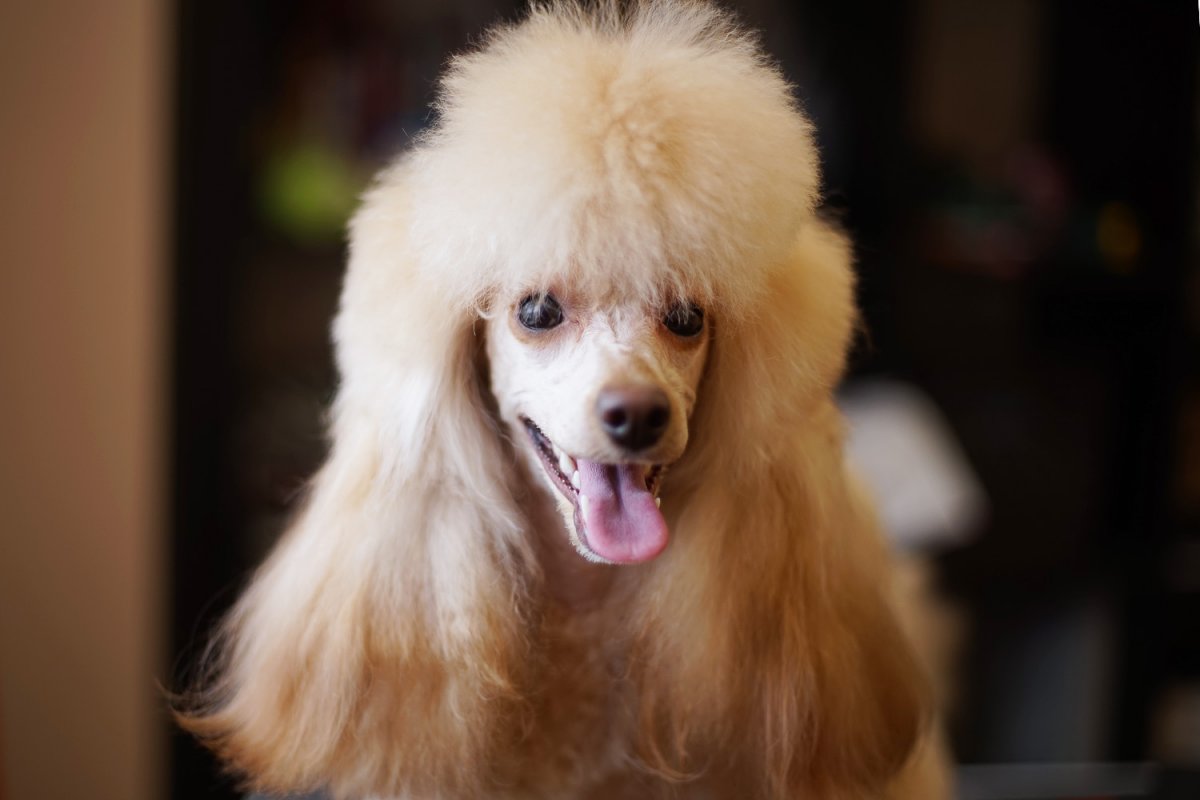 Пудель миниатюрный абрикосовый