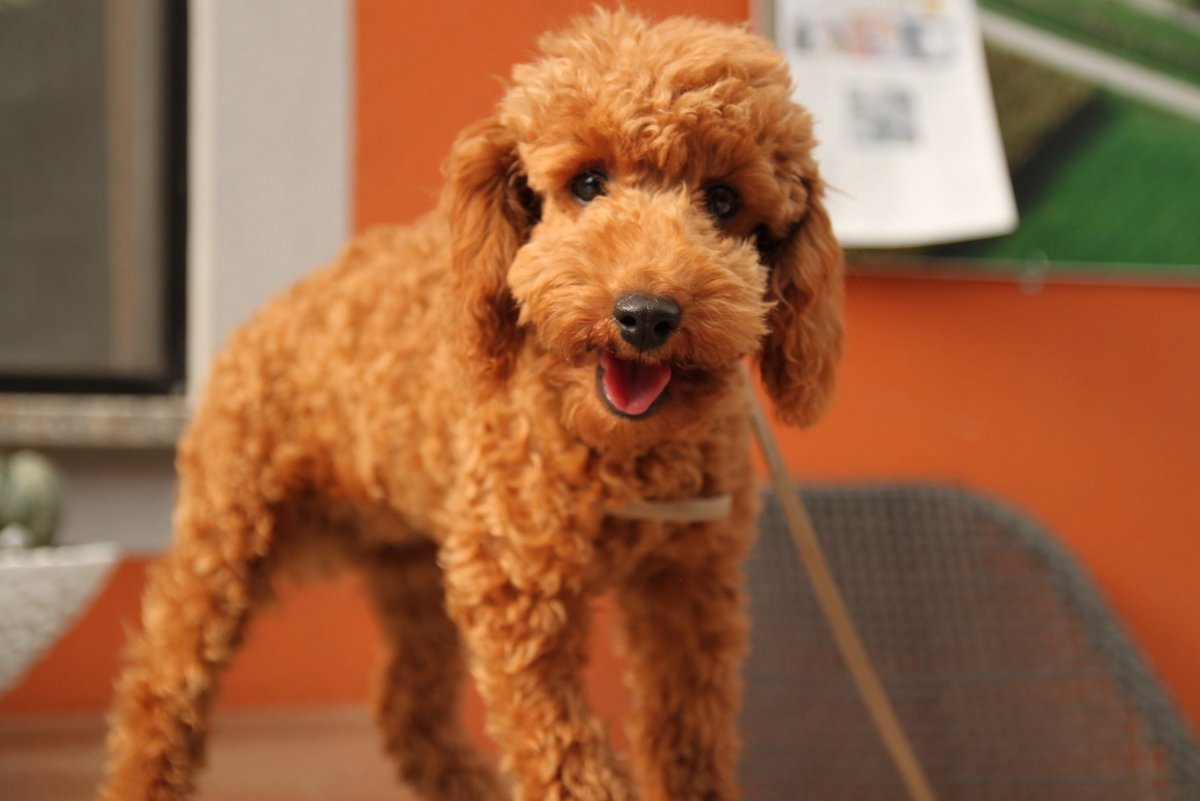 Абрикосовый пудель азиатская стрижка