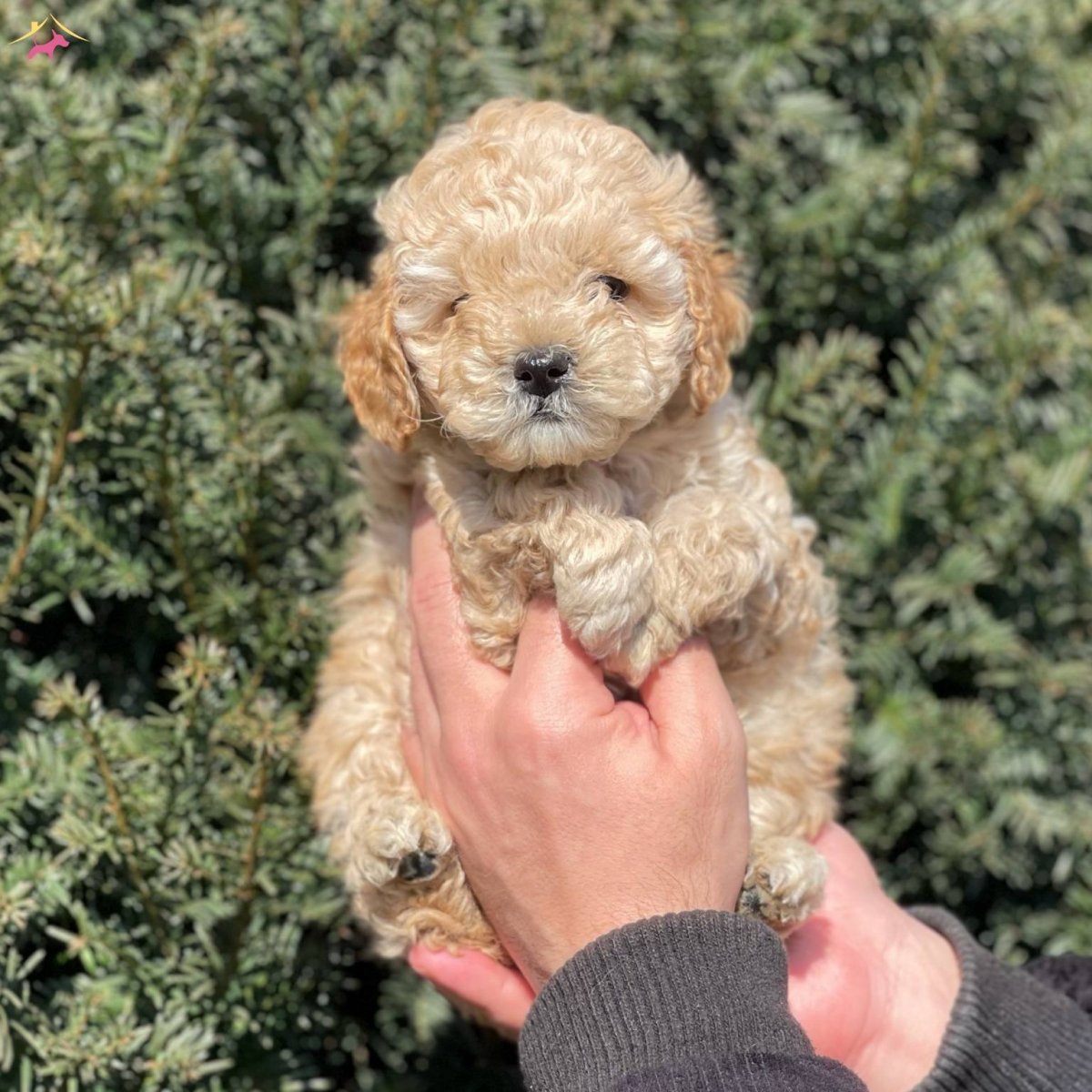 Пудель Априкот