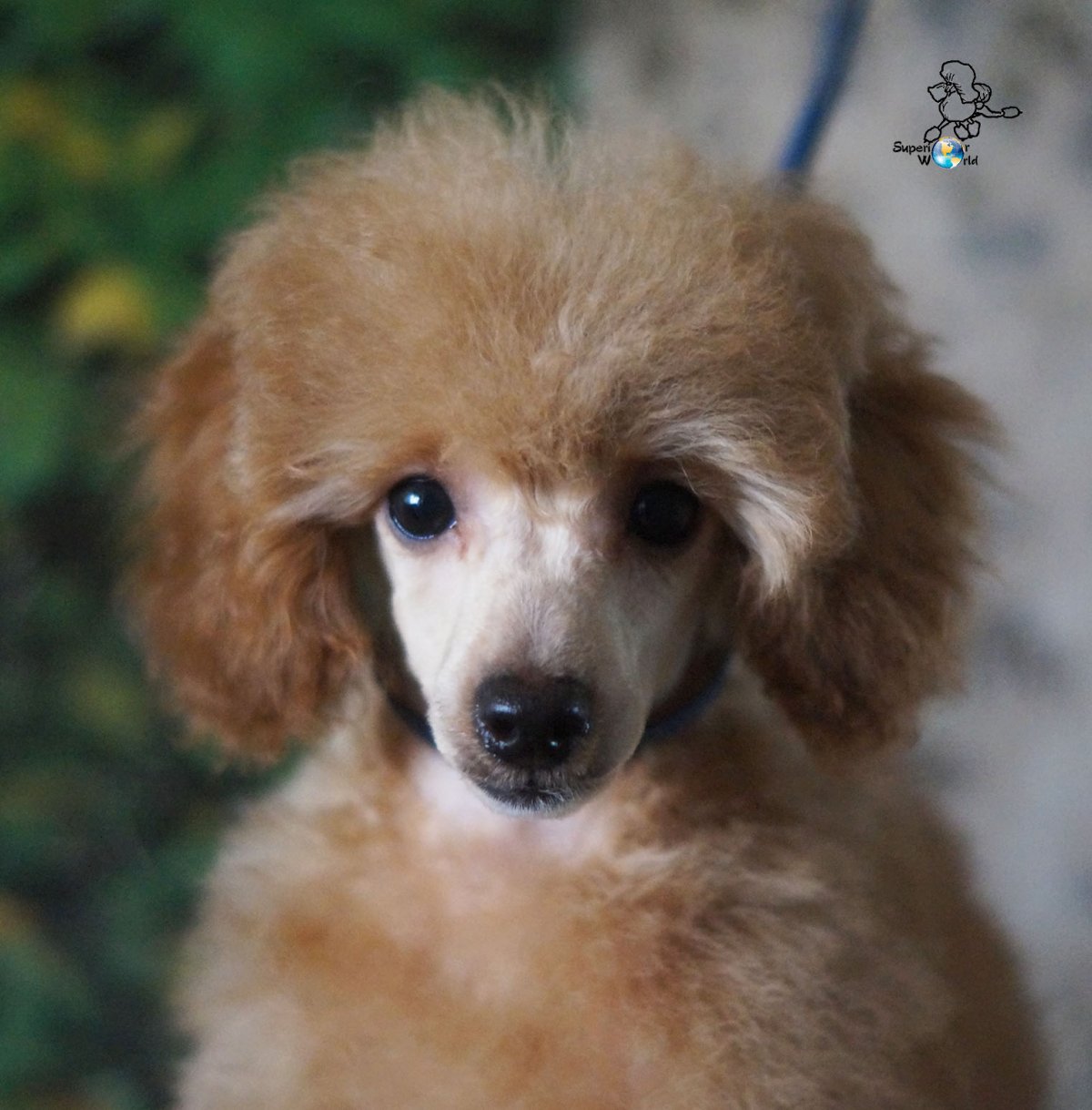 Фотографии портрет той пуделя абрикосовые на новый год