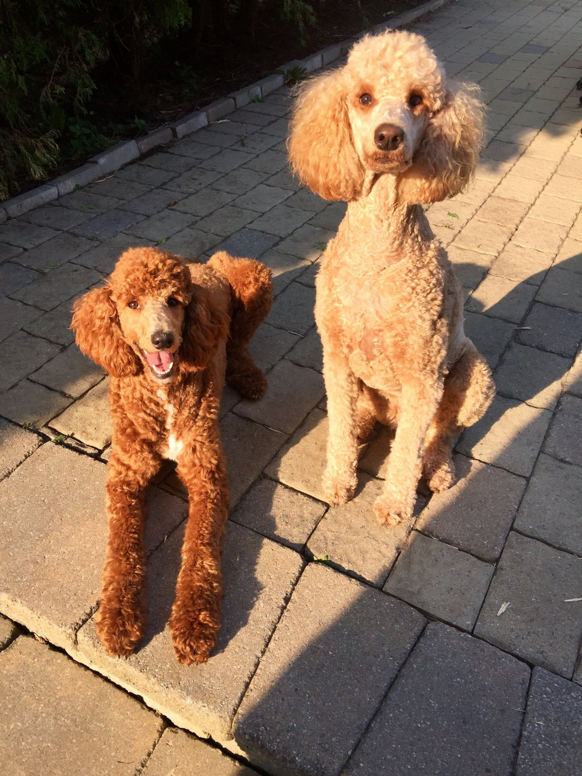 Пудель карликовый абрикосовый