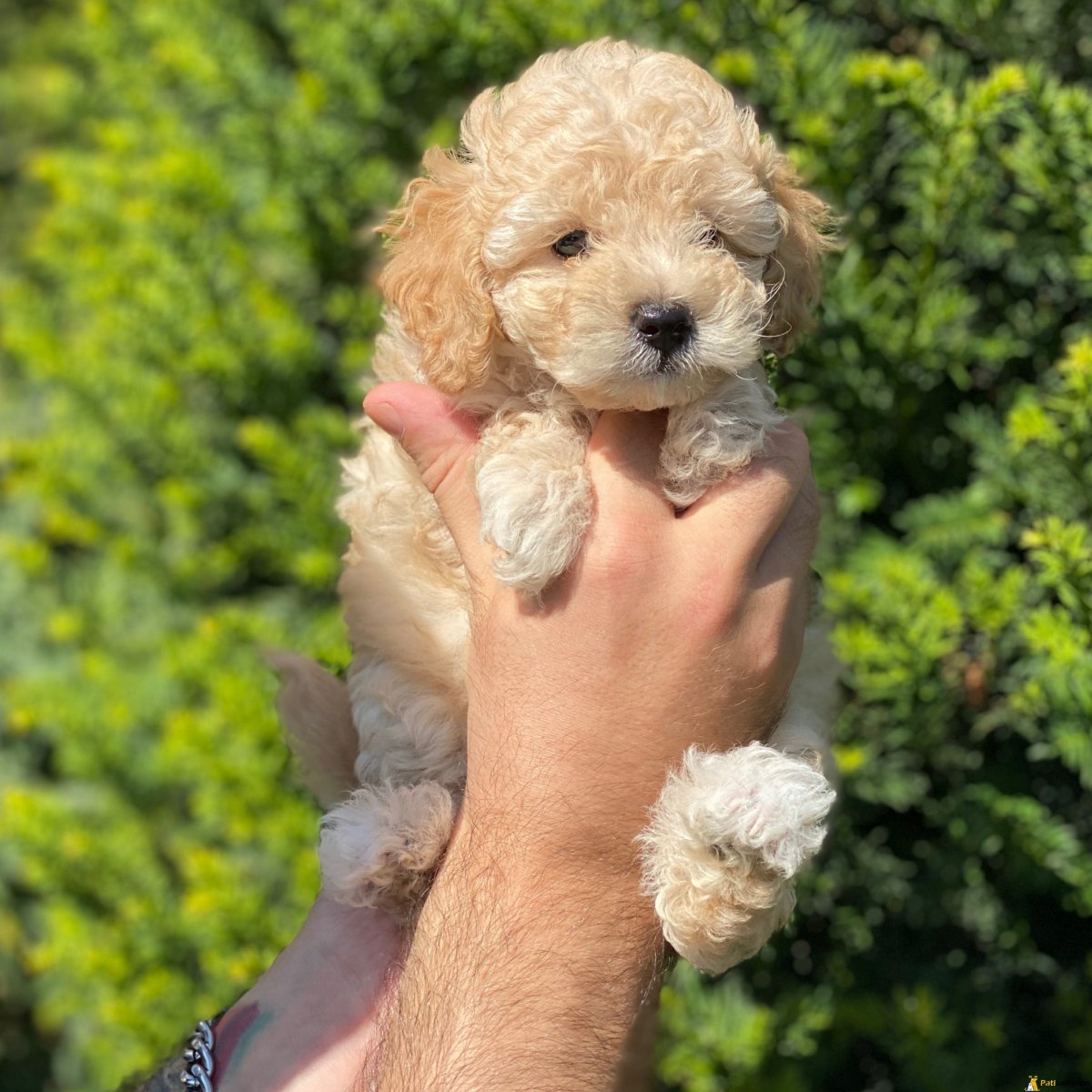 Той пудель мальтипу