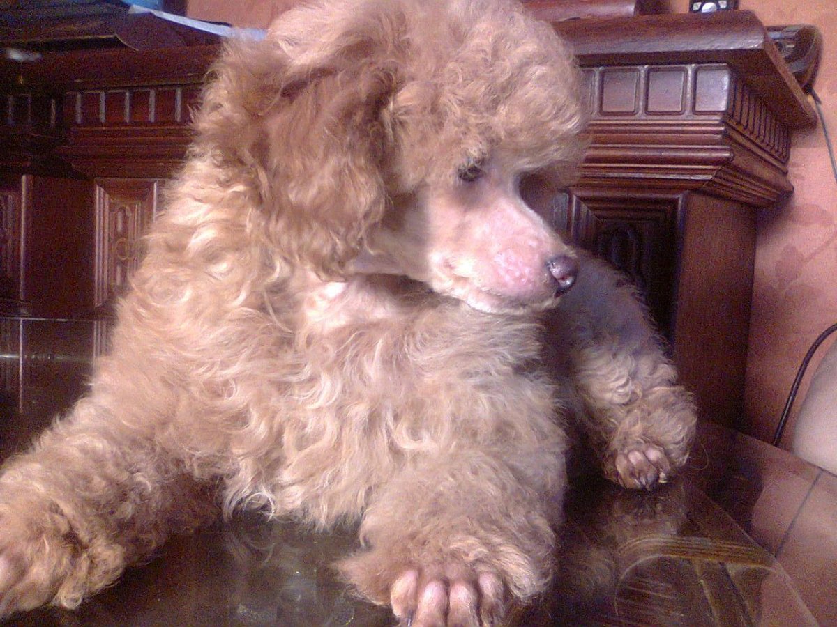 Той пудель абрикос