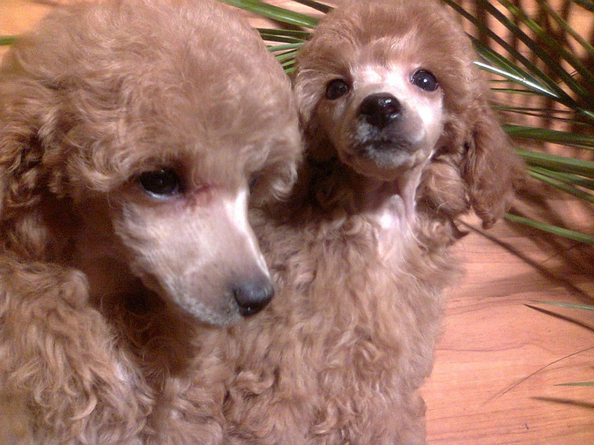 Карликовый пудель бежевый