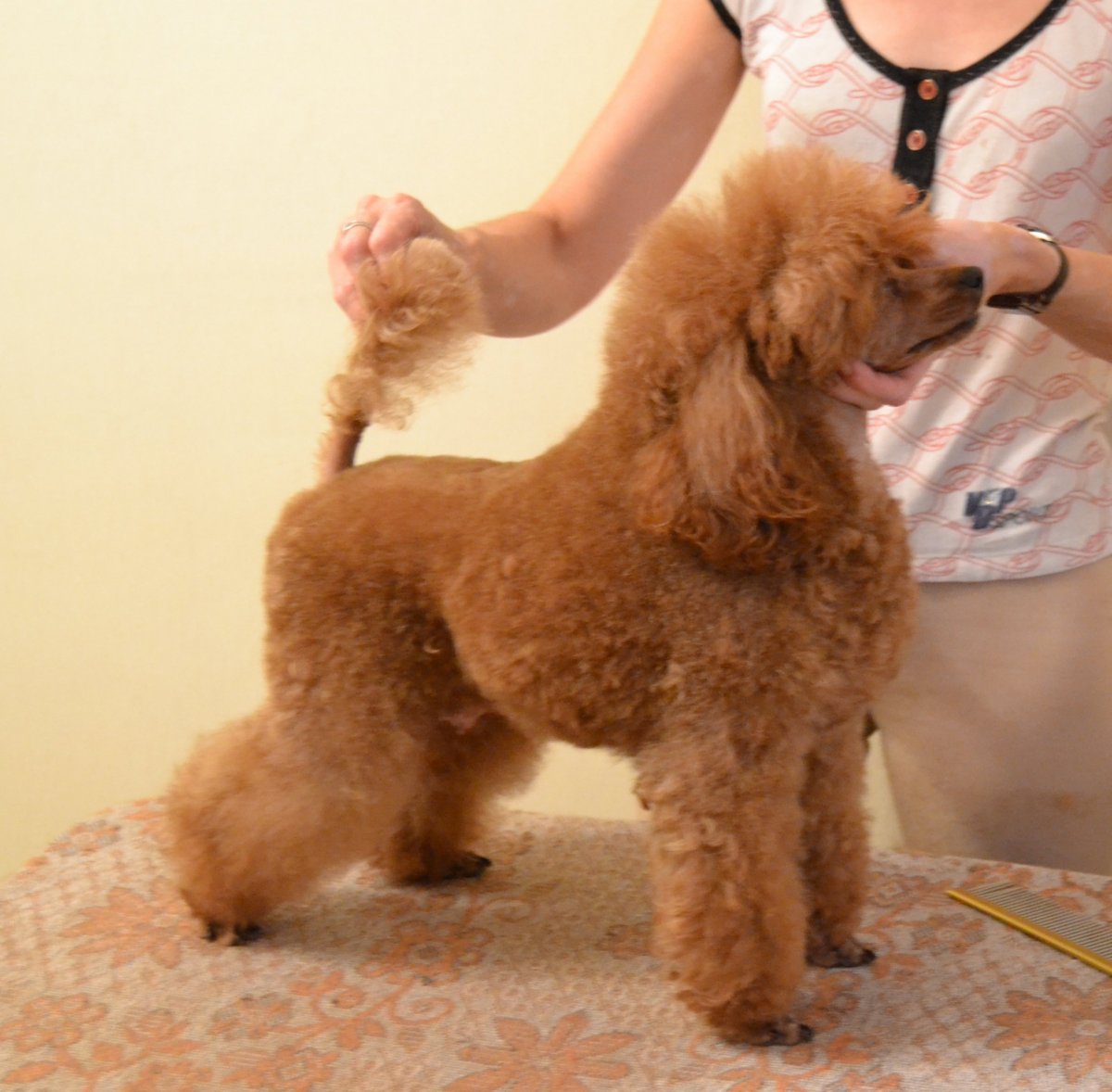 Карликовый той пудель