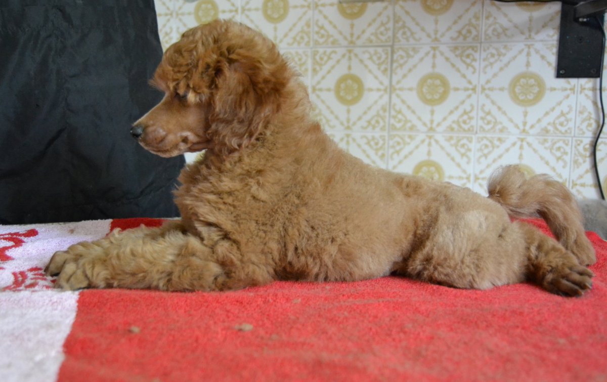 Пудель малый абрикосовый Чиликина