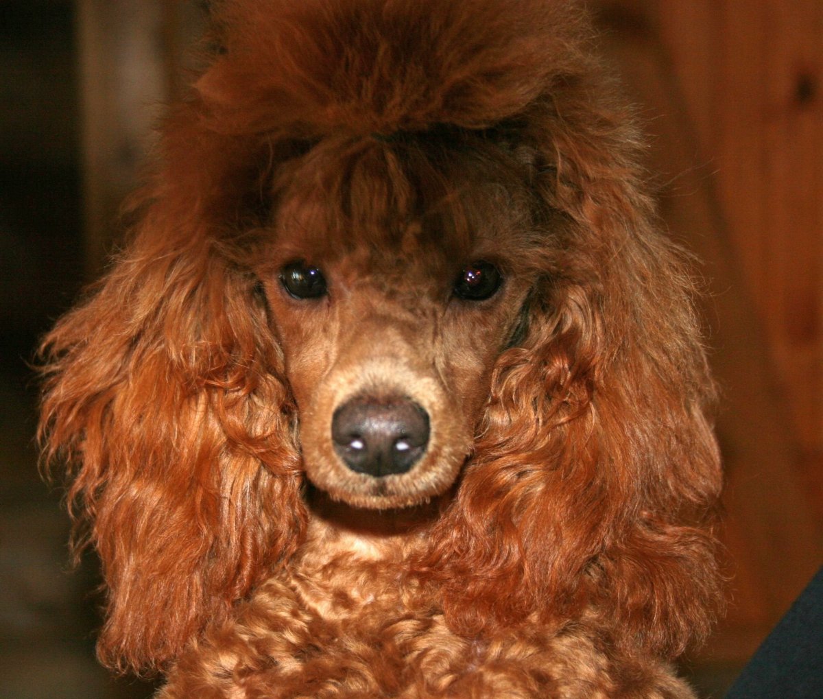 Карликовый пудель персиковый