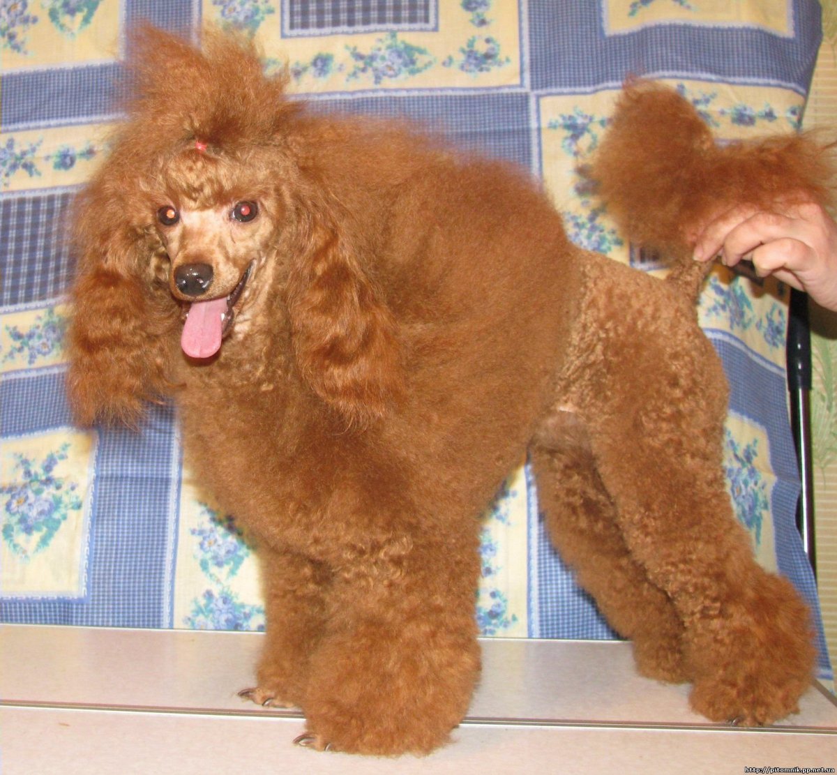 Карликовый пудель персиковый