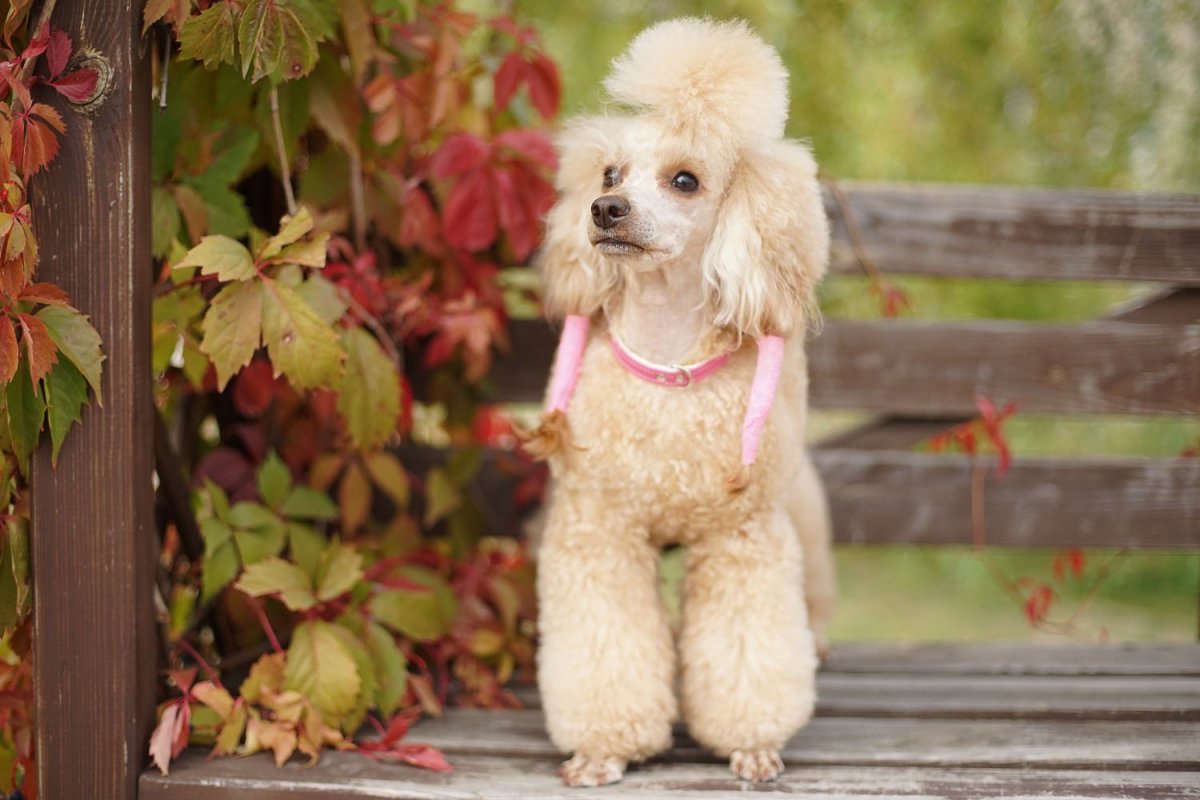 Пудель миниатюрный абрикосовый