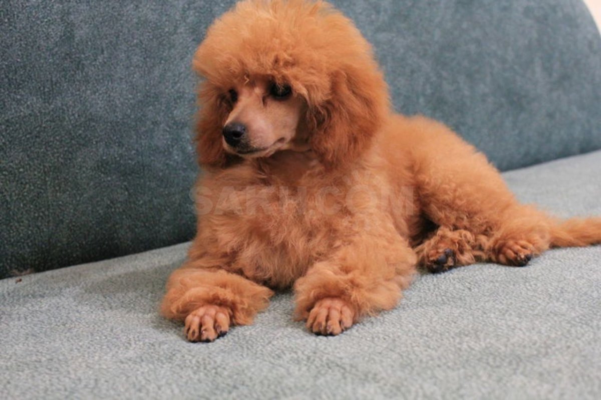 Средний пудель абрикосовый