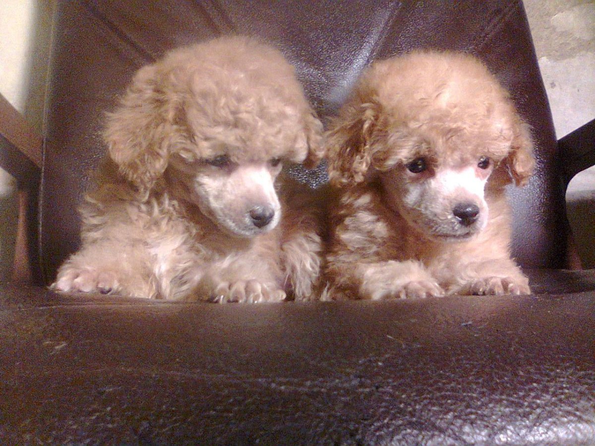 Пудель абрикосового цвета