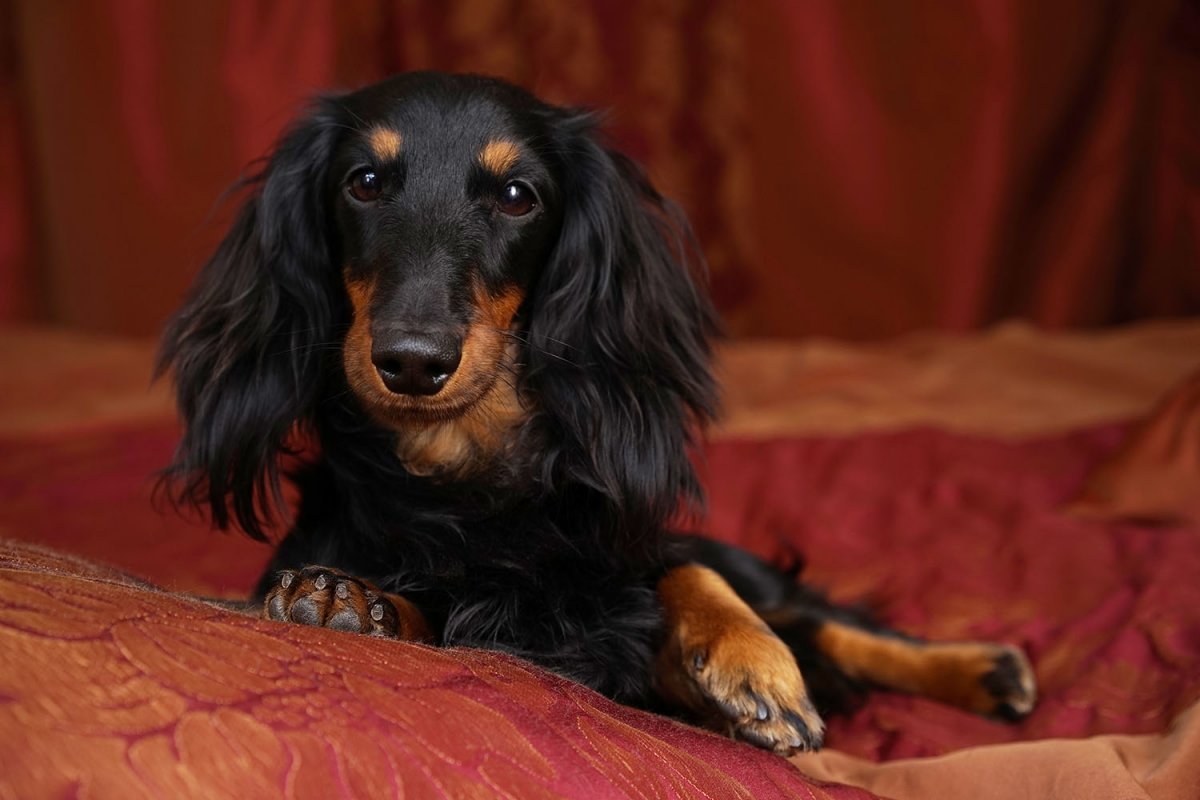 Такса длинношерстная